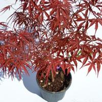 Aceri giapponesi japonicum rari e particolari