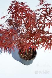 Aceri giapponesi japonicum rari e particolari