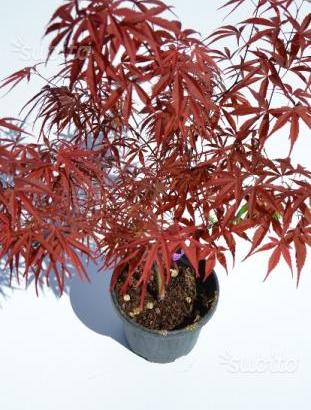 Aceri giapponesi japonicum rari e particolari