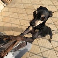 Pinscher
