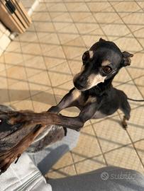 Pinscher