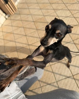 Pinscher