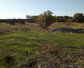 Terreno agricolo in Mola di Bari