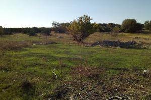 Terreno agricolo in Mola di Bari