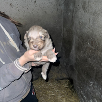 Cuccioli di pastore del Caucaso
