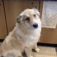 Cane meticcio simil pastore