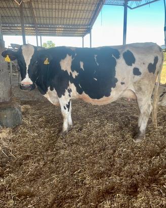 17 mucche da latte e 1 vitella belga di 5 mesi