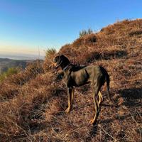 Cane segugio avviato maschio