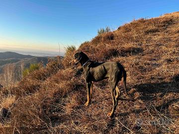 Cane segugio avviato maschio