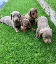 Cuccioli bassotti isabella