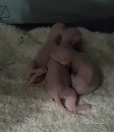 Cuccioli sphynx White