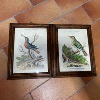 Stampe Naturalistiche "Histoire Naturelle"