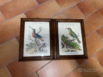 Stampe Naturalistiche "Histoire Naturelle"