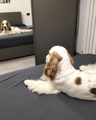 Cocker per monta