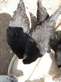Australorp