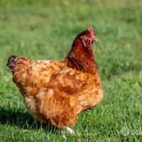 Galline rosse ovaiole