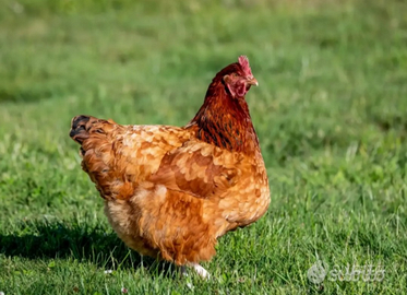 Galline rosse ovaiole