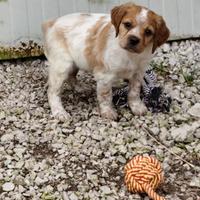Breton pedigree enci maschi