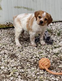 Breton pedigree enci maschi