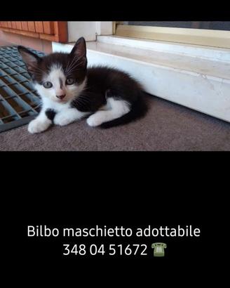 Gattini in adozione del cuore