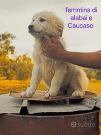 Cuccioli di alabai e Caucaso