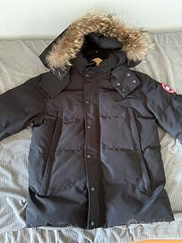Canada goose