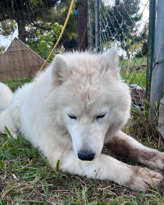 Siberia Husky
