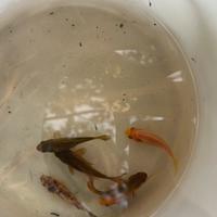 Pesci rossi per laghetto o aquario