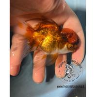 Oranda Lion Head