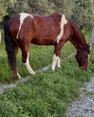 Castrone paint