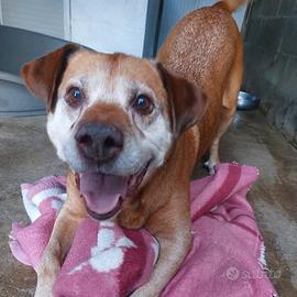 Molossoide buonissimo