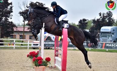 Cavallo da salto