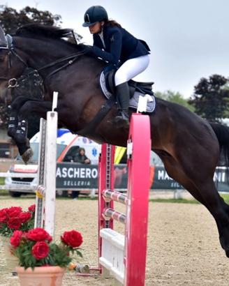 Cavallo da salto