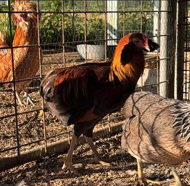 Pulcini araucana