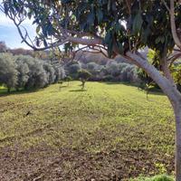 Terreni Agricoli