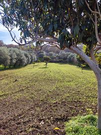 Terreni Agricoli