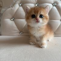British shorthair black golden ny12