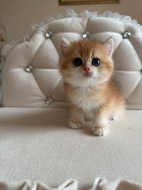 British shorthair black golden ny12