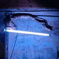 lampada per arredo casa ,locale/acquario terrario