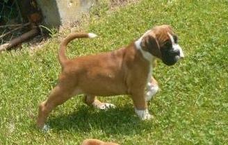 Boxer cuccioli