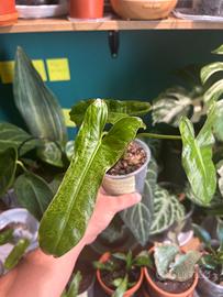 Philodendron Paraiso Verde pianta
