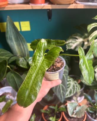 Philodendron Paraiso Verde pianta
