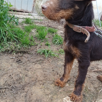 Cane da caccia