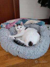 Micio di un anno sterilizzato vaccinato