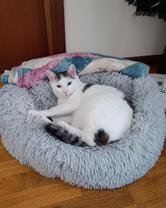 Micio di un anno sterilizzato vaccinato