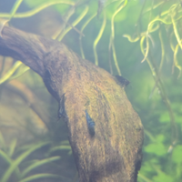 Neocaridine -gamberetti acqua dolce diversi colori