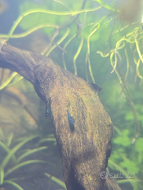 Neocaridine -gamberetti acqua dolce diversi colori