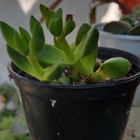 piante 