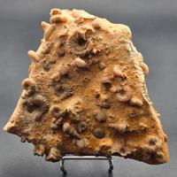 Fossile Marino Devoniano Marocco 11 cm Lastra  