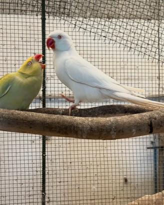 Coppia Parrocchetto dal Collare